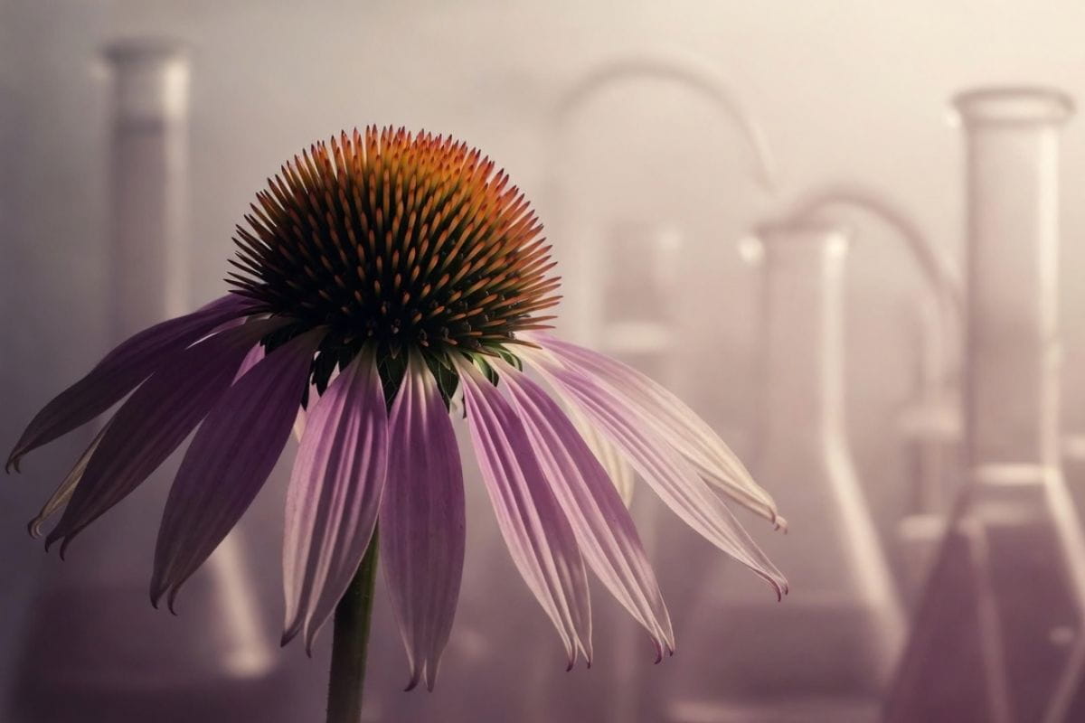 echinacea-vedecke-zkoumani